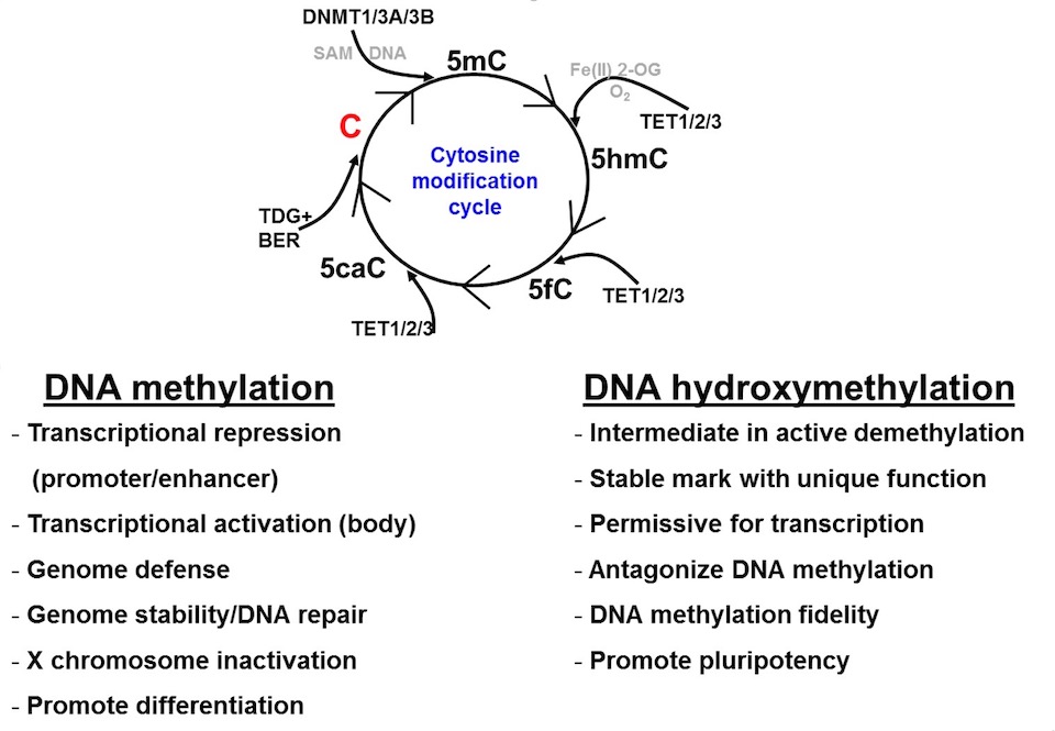 Dna Methylation And Dna Hydroxymethylation Research Mayo Clinic