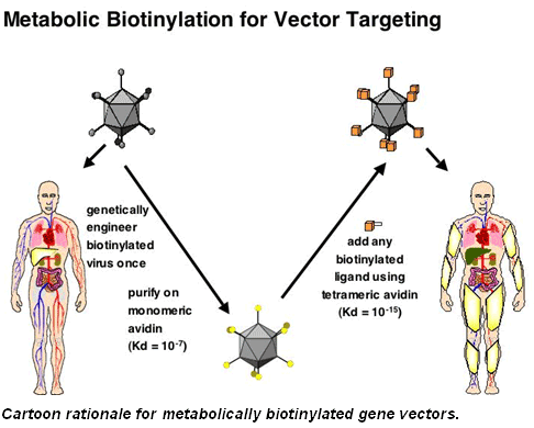 Metabolic Biotinylation for Vector Targeting