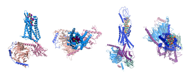 3D illustration of cryogenic electron microscopy structures of G protein-coupled receptors