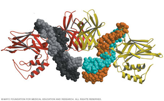 X-ray crystal structure of a novel complex between NF-kappaB protein (ribbons) and two folded RNA molecules (spheres) from the Nucleic Acid Structure and Recognition Lab of Jim Maher, Ph.D.