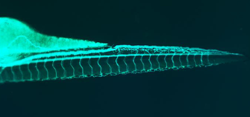 Image taken with Zeiss axio observer Z1 showing a microangiogram of a 3-day-old zebrafish embryo