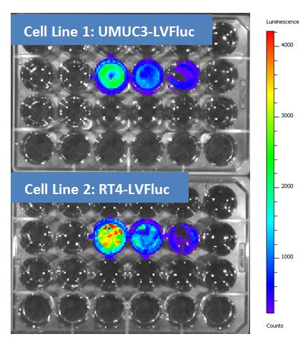 LVFluc bioluminescent imaging of transduced cell line