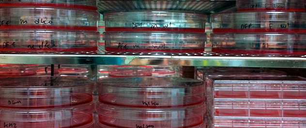 Trays containing lab samples