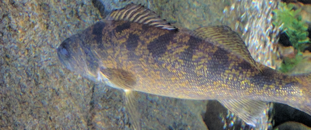 Walleye fish swimming