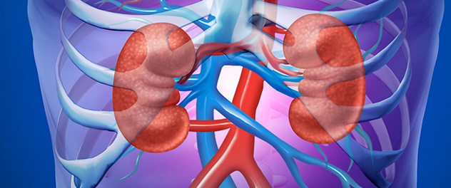 An illustration showing the location of kidneys in the body