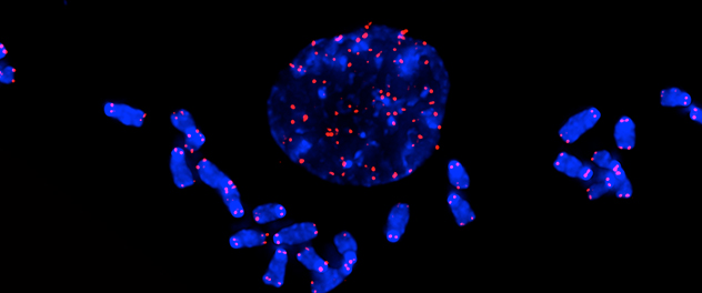 Dr. Passos' Cell and Molecular Aging Lab uses fluorescent in situ hybridization to detect telomeres (red) and chromosomes (blue) to study changes in aging and aging diseases.