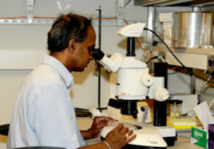 Investigator selecting protein crystals for diffraction data collection after optimization of crystallization conditions at Mayo Clinic's Structural Biology Facility.