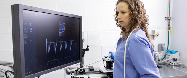 Dr. Bruno examining diastolic heart function in myocarditis