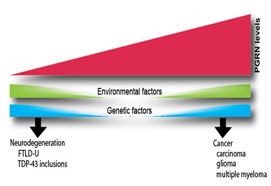 Graph showing that, due to environmental and genetic factors, PGRN levels are high in cancer and low in neurodegeneration