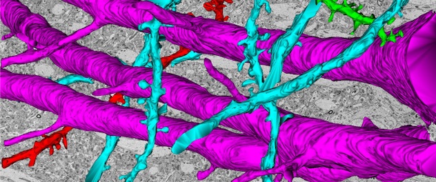 3D electron microscopic reconstruction of neurons in hippocampus used for neuropharmacology studies.