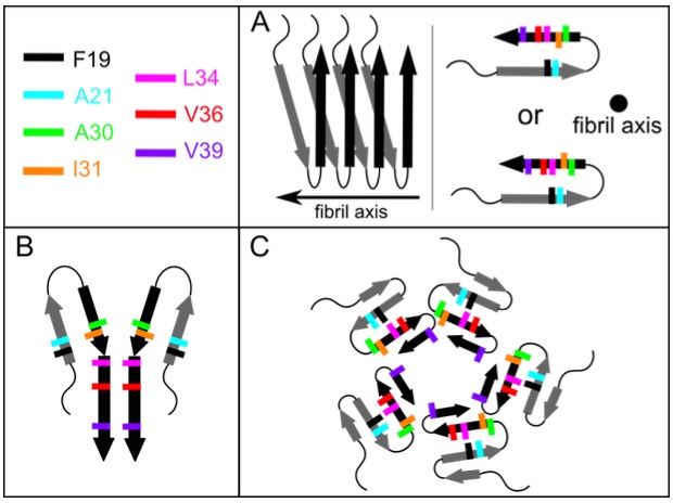 NMR spectroscopy models of Aβ fibrils and oligomers