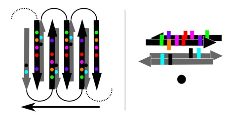 Model of Aβ-42 oligomer structure