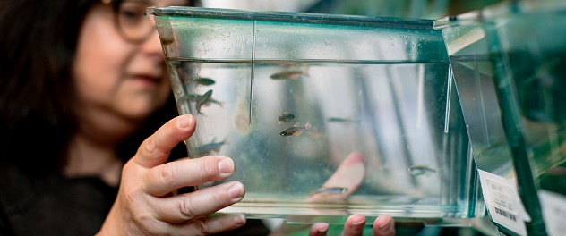 Dr. Lisa Schimmenti uses zebrafish for genetics research.