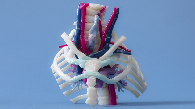 3D model of aerodigestive tract