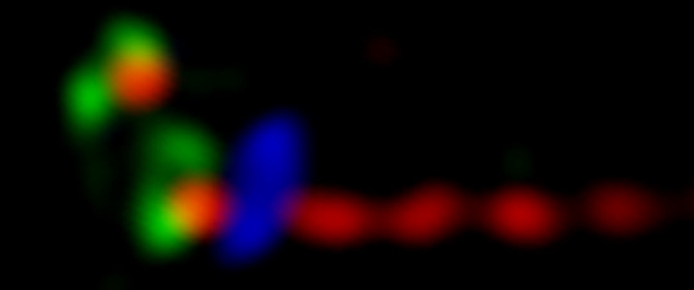 Primary cilium visualized by labeling three different cilium proteins to represent three key parts in cilium: basal body (green), transition fibers (blue) and microtubule axoneme (red).