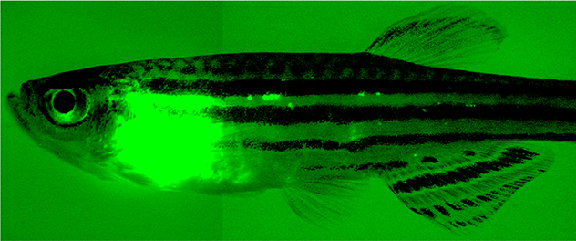 Zebrafish with metastasis