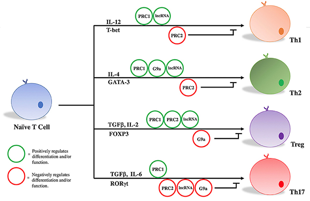 Naive T-cell differentiation chart